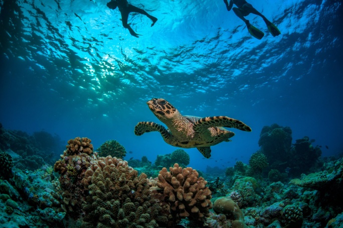 arrecife-coral-tortuga-snorkel-seychelles