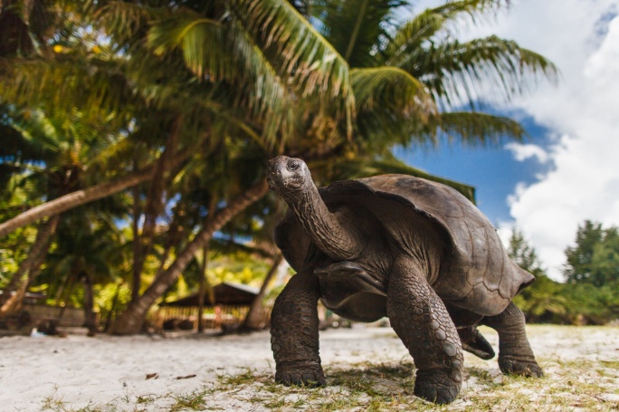 tortuga-gigante-caminando-playa-isla-curieuse