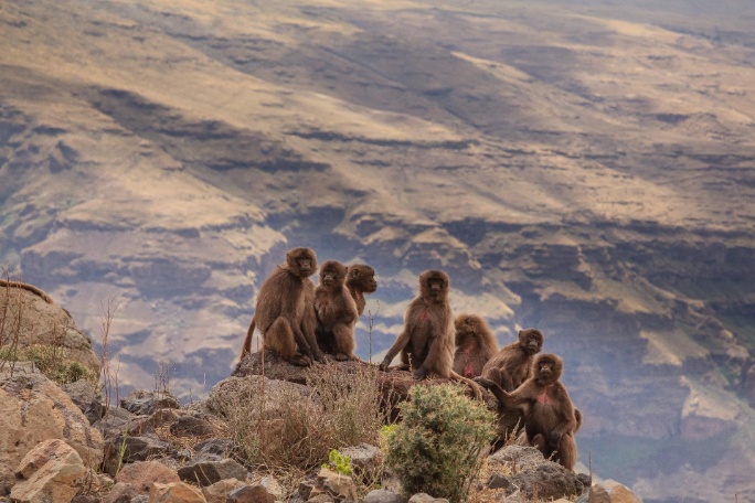 etiopia-pn-simien-2