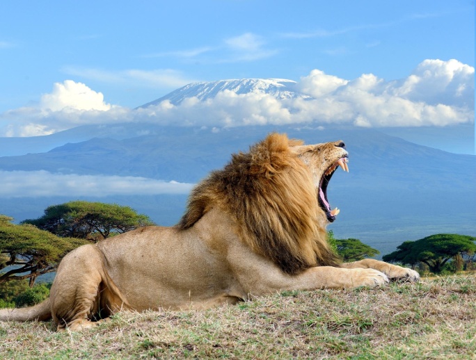 Kenia Inolvidable: Safari en los Territorios del Kilimanjaro