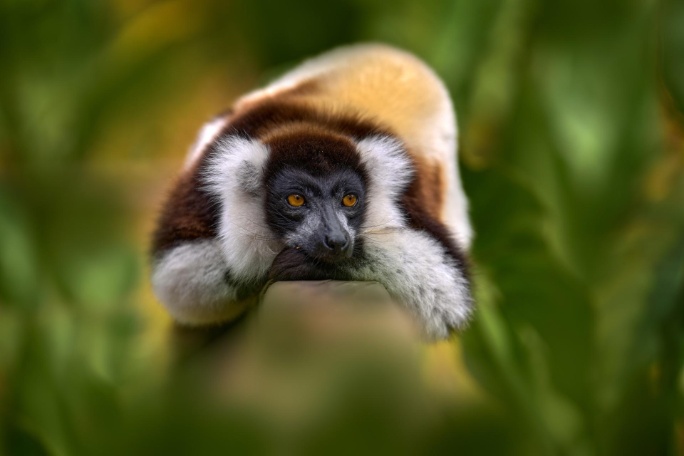 Madagascar Esencial: La Isla Roja en Estado Puro