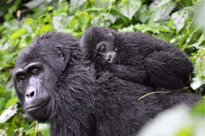 Uganda. Ruta Twende: Vida salvaje y culturas Nilóticas con Álex Martín