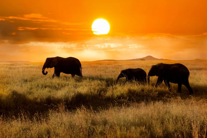 Los 5 mejores parques nacionales de Tanzania: cuál visitar y cómo organizarlo