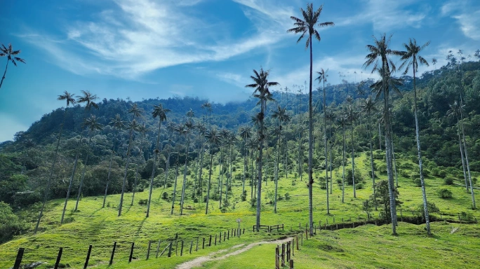 Valle del Cocora: qué ver, cómo llegar y guía práctica paso a paso 
