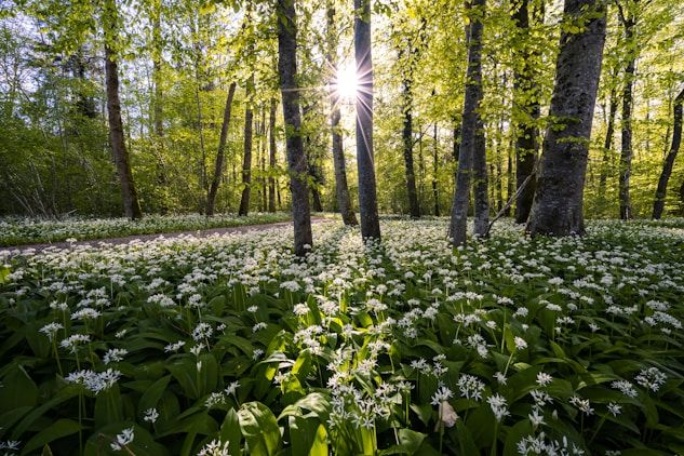 Bosques-sostenibles-W2M-