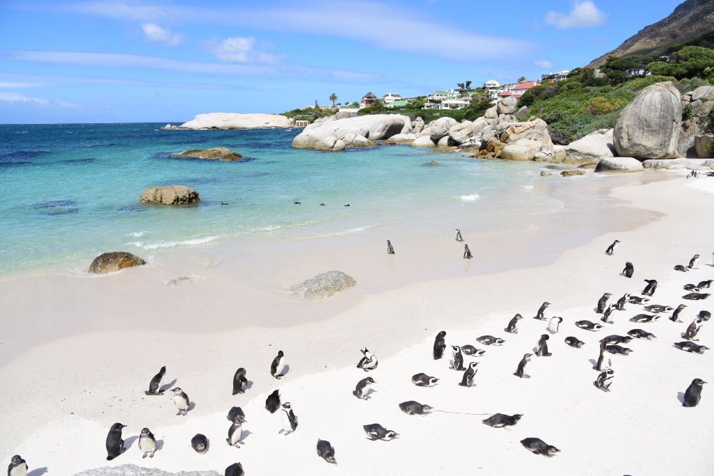 sudafrica-ciudad-del-cabo-boulders-pinguinos