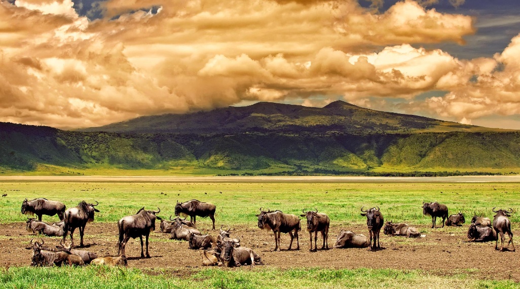 Tanzania, Ngorongoro, crater ñus cielo dramático