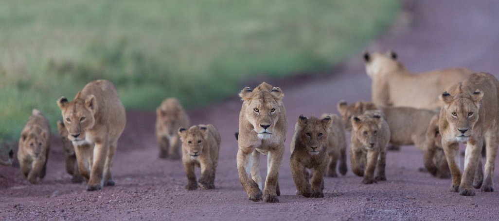 tanzania-ngorongoro-leones