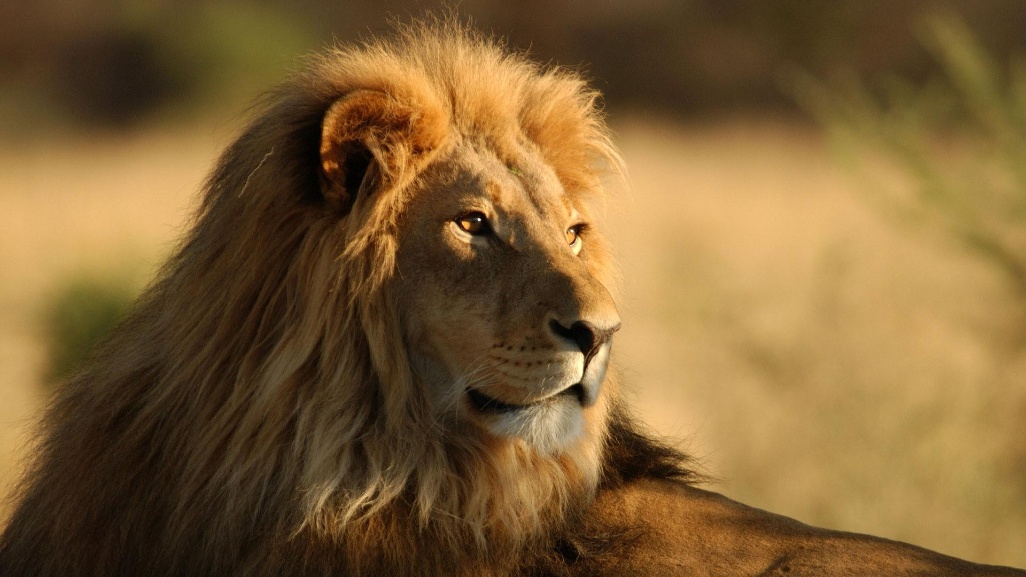 Tanzania, Serengeti, leon africano