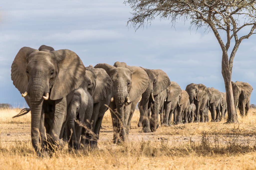 tanzania-tarangire-elefantes