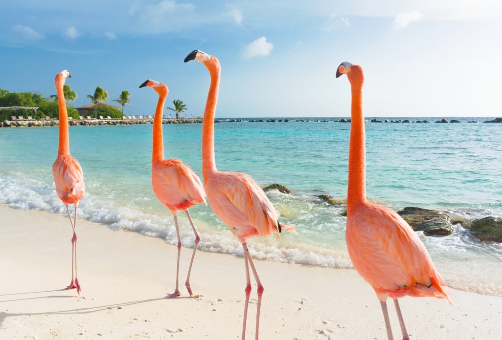 aruba-flamencos-caminando-playa