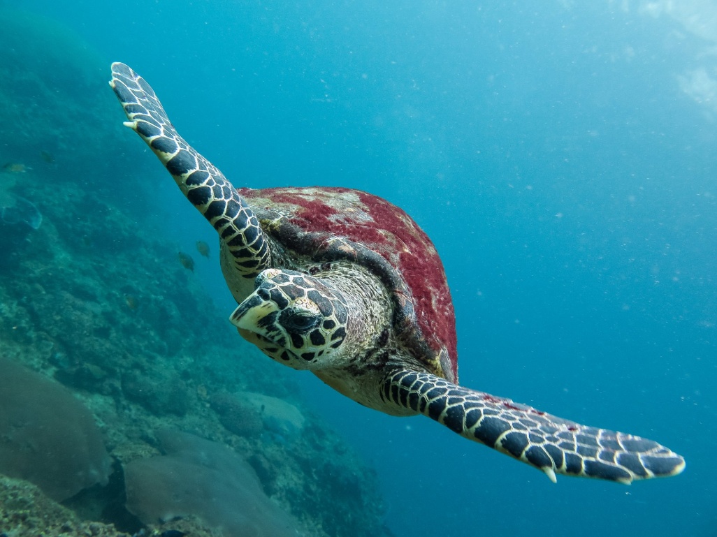 ext-tortuga-hawskbill-alrededor-phi-phi ext-tortuga-hawskbill-alrededor-phi-phi