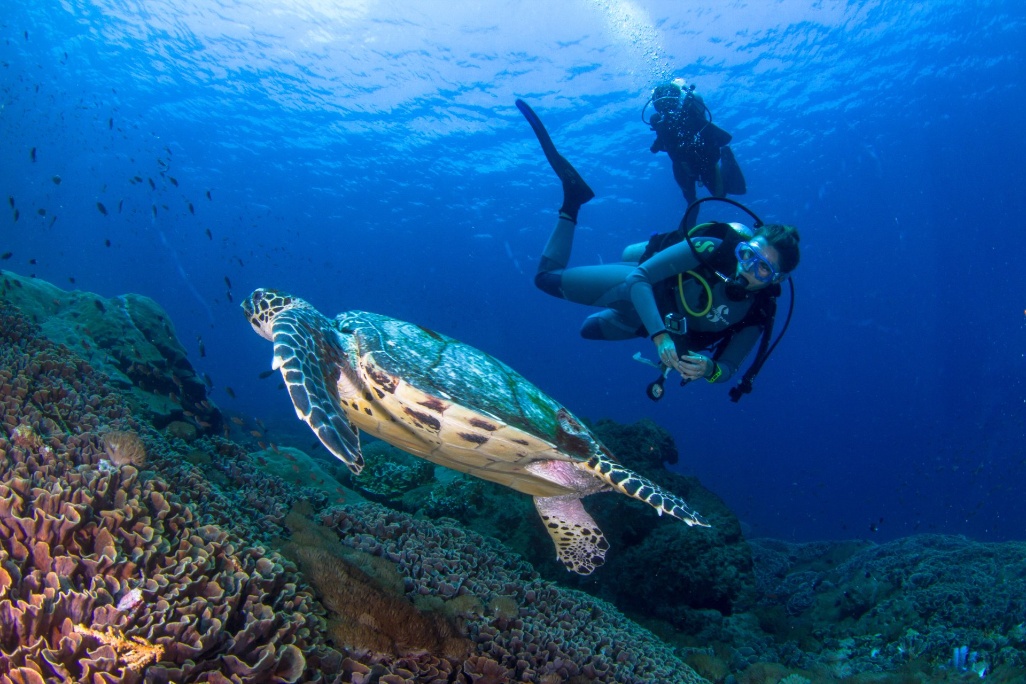 buceando-arrecife-nusa-penida-tortuga-marina
