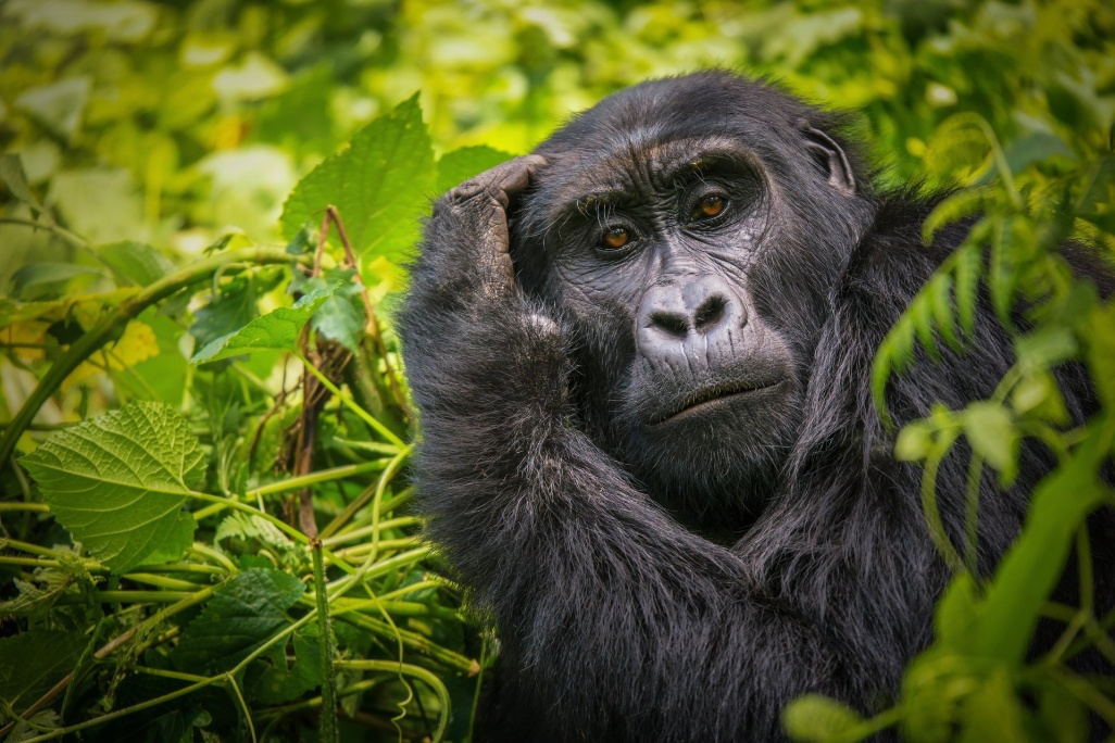Gorilas en Uganda
