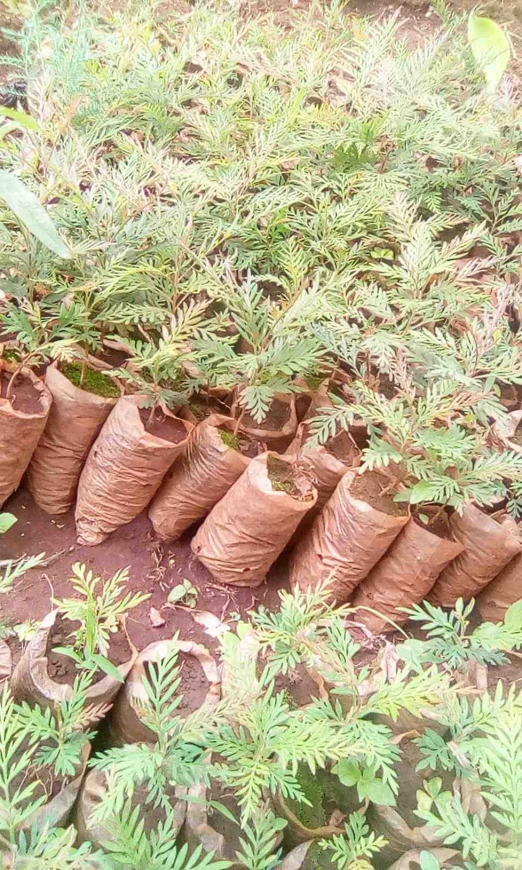 Plantaciones en Kenia