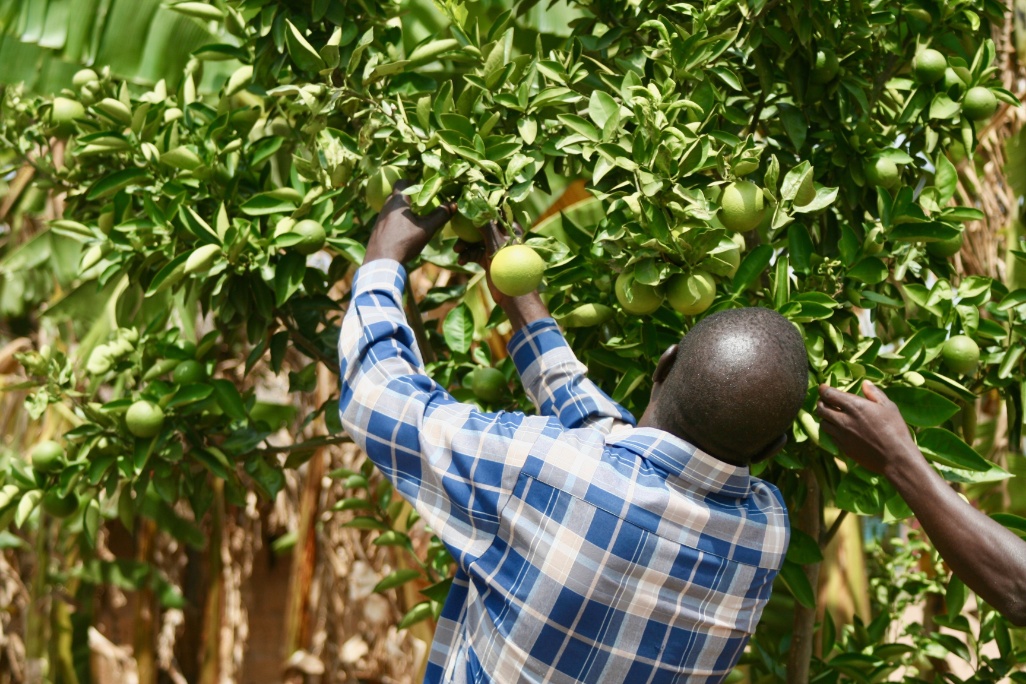 Community-Reforestation-in-Uganda-photocredit_TIST-program