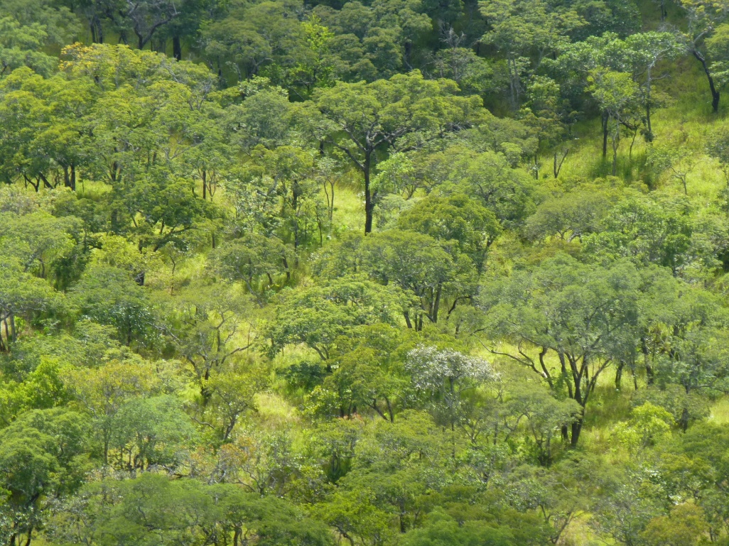 Luangwa_BioCarbon-Partners