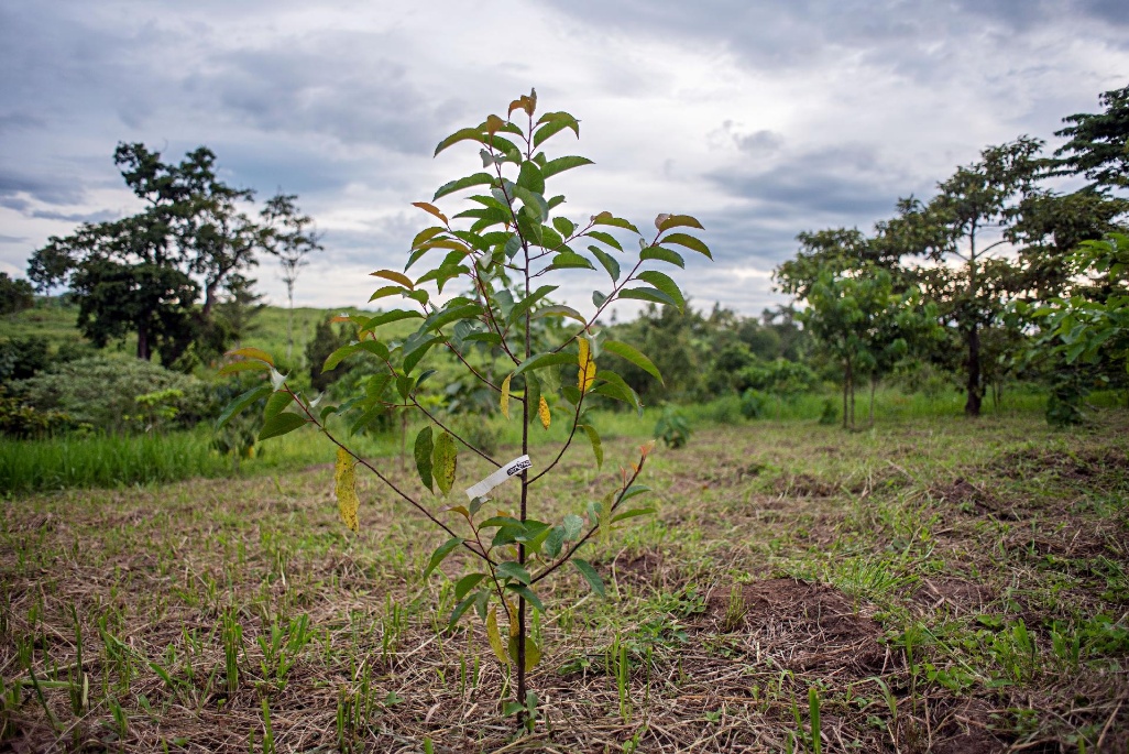 Proyecto de reforstación "every 5 acres"
