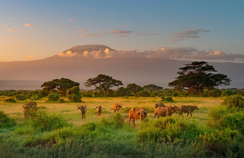 Kenia. Del Amboseli al Masài Mara Kenia. Del Amboseli al Masài Mara