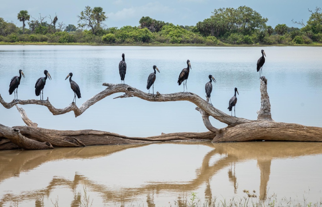 parque-nacional-nyerere-4