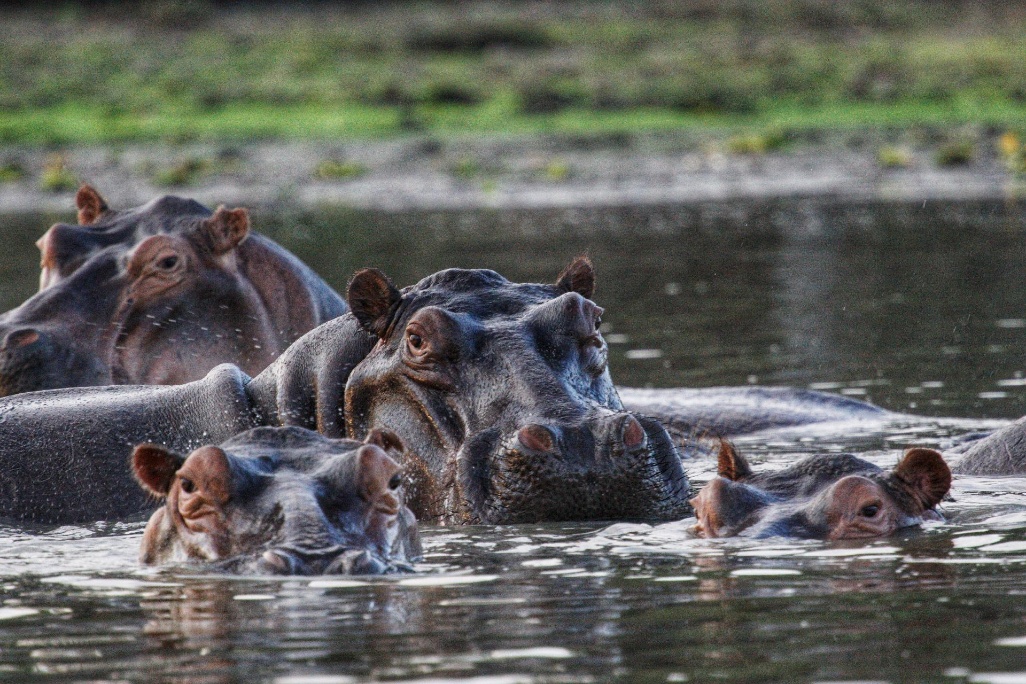 tanzania-selous-2