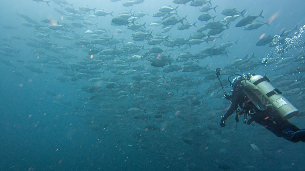 dominicana-puerto-plata-buceo