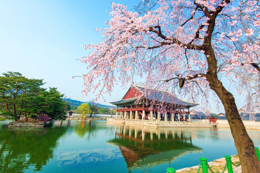 Corea del Sur, historia y K-Culture en la floración del Cerezo Corea del Sur, historia y K-Culture en la floración del Cerezo