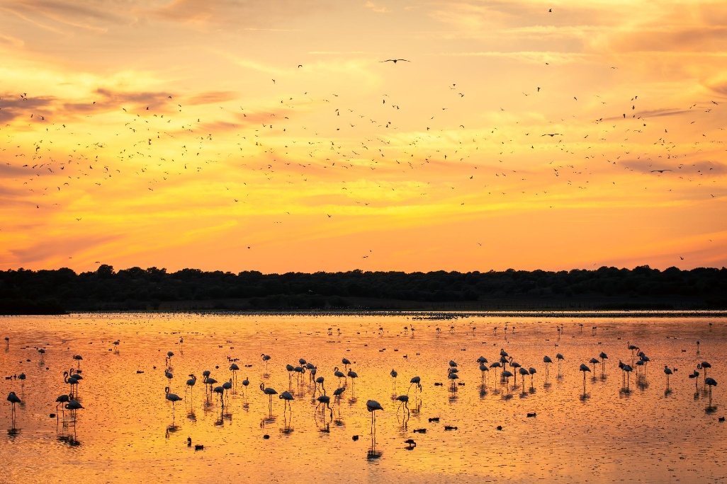 huelva.-Atardecer-en-el-Parque-Nacional-de-Donana
