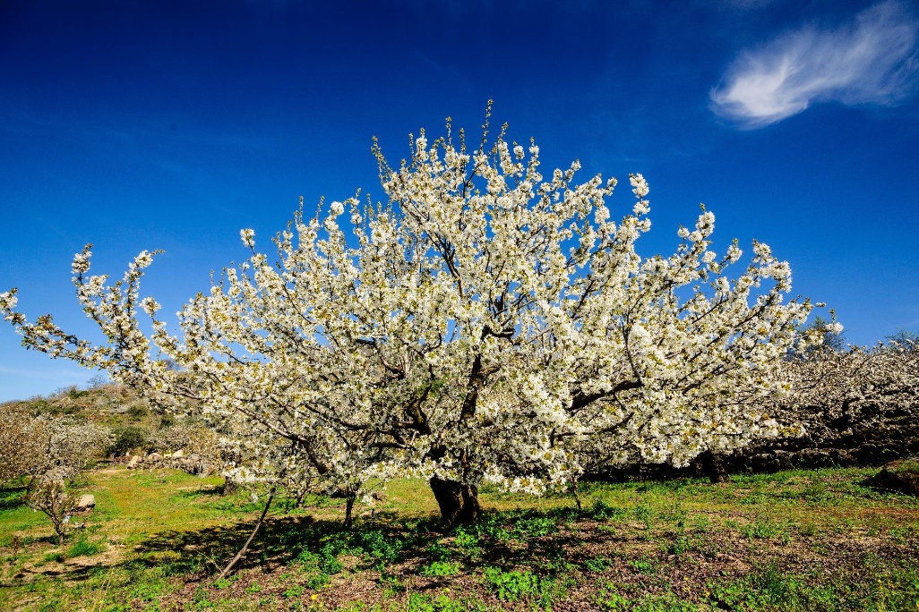 Cerezos-en-flor--Prunus-cerasus--Cabrero-Valle-del-Jerte-Caceres-Extremadura-Espana-Europa