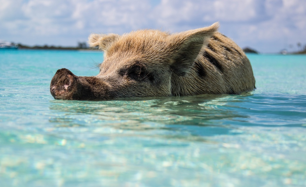 Cerdito nadando en el mar en Exuma Bahamas