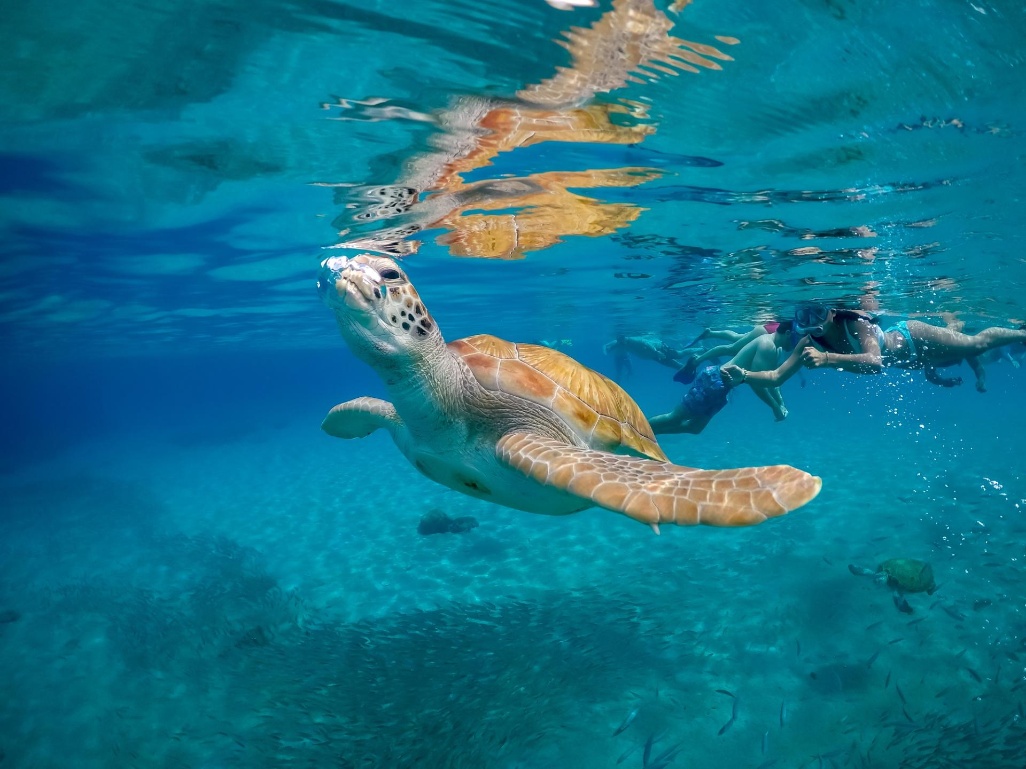 tortuga marina y bañistas haciendo snorkel en curacao