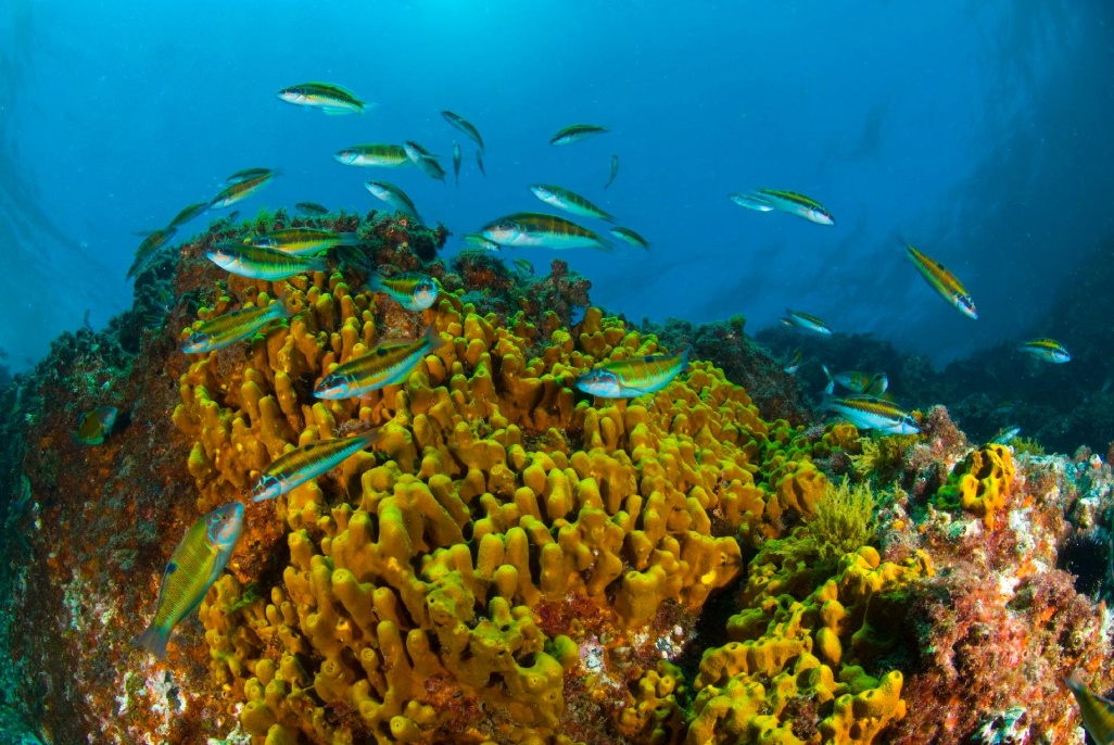 Buceo-GC
