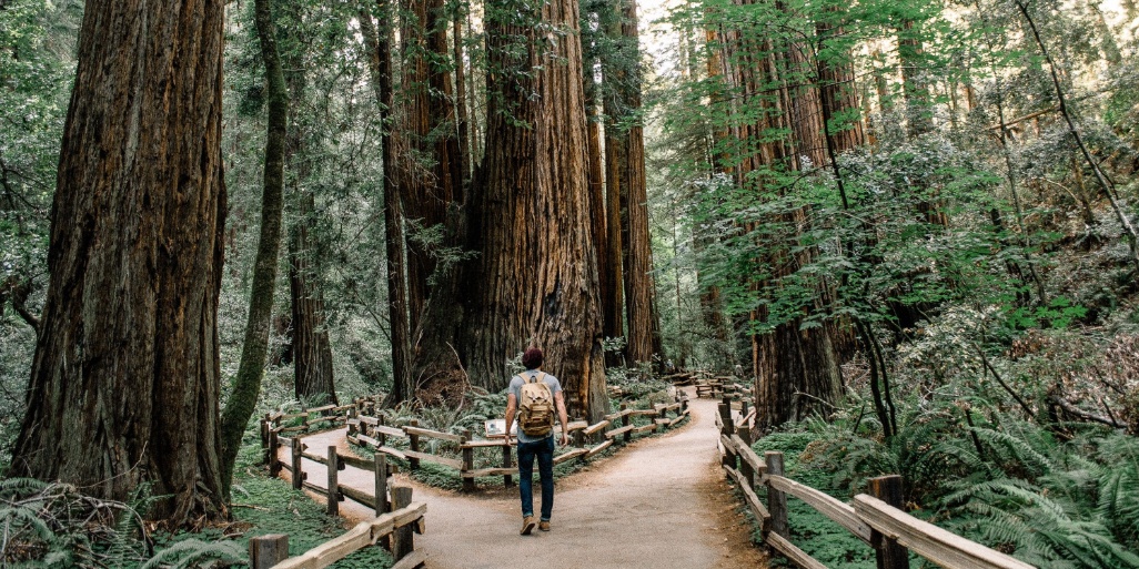 joven paseando entre secuoyas en muir woods san francisco california