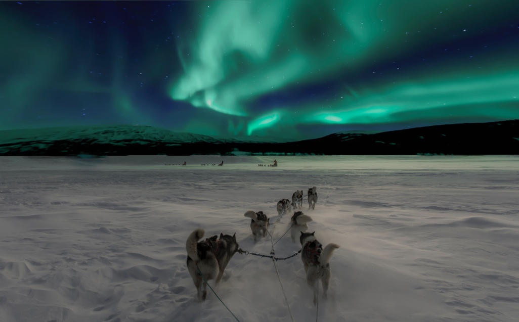 perros husky tirando de trineos sobre la nieve en Noruega bajo aurora boreal
