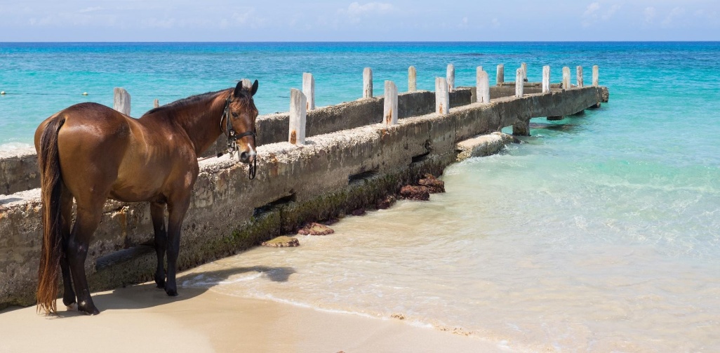 jamaica playta
