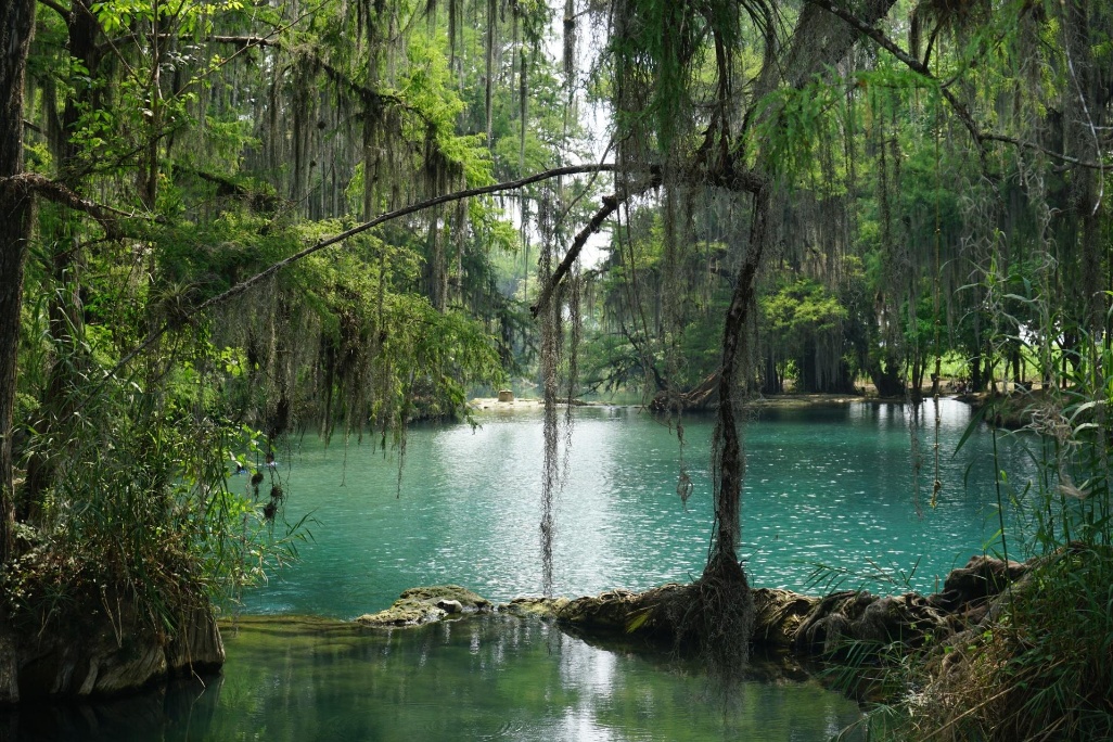 jungla árboles lago mexico