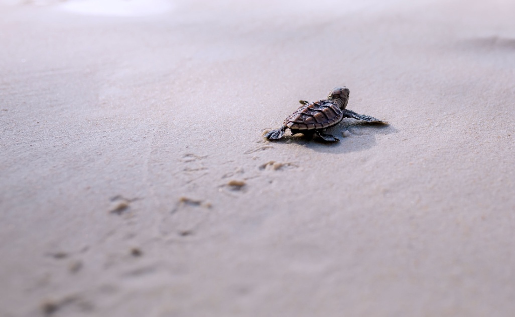 sostenibilidad_banner