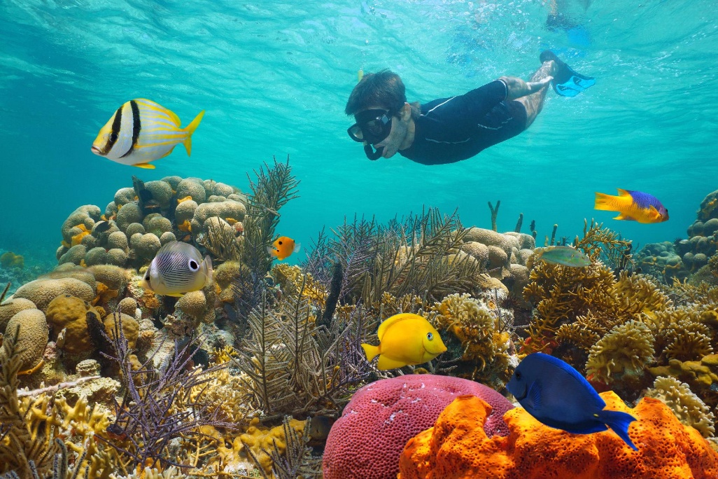 snorkel-caribe snorkel-caribe