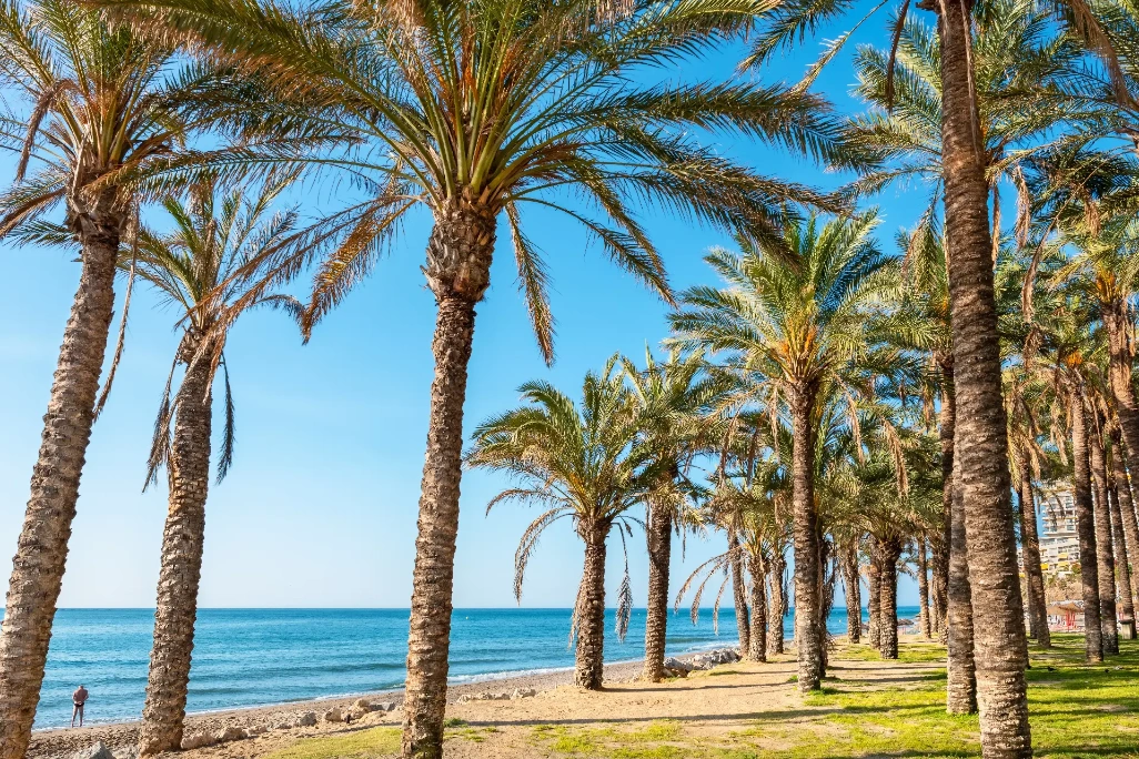 Palmeras junto a la playa de Torremolinos, en la Costa del Sol, con el mar Mediterráneo en un día soleado