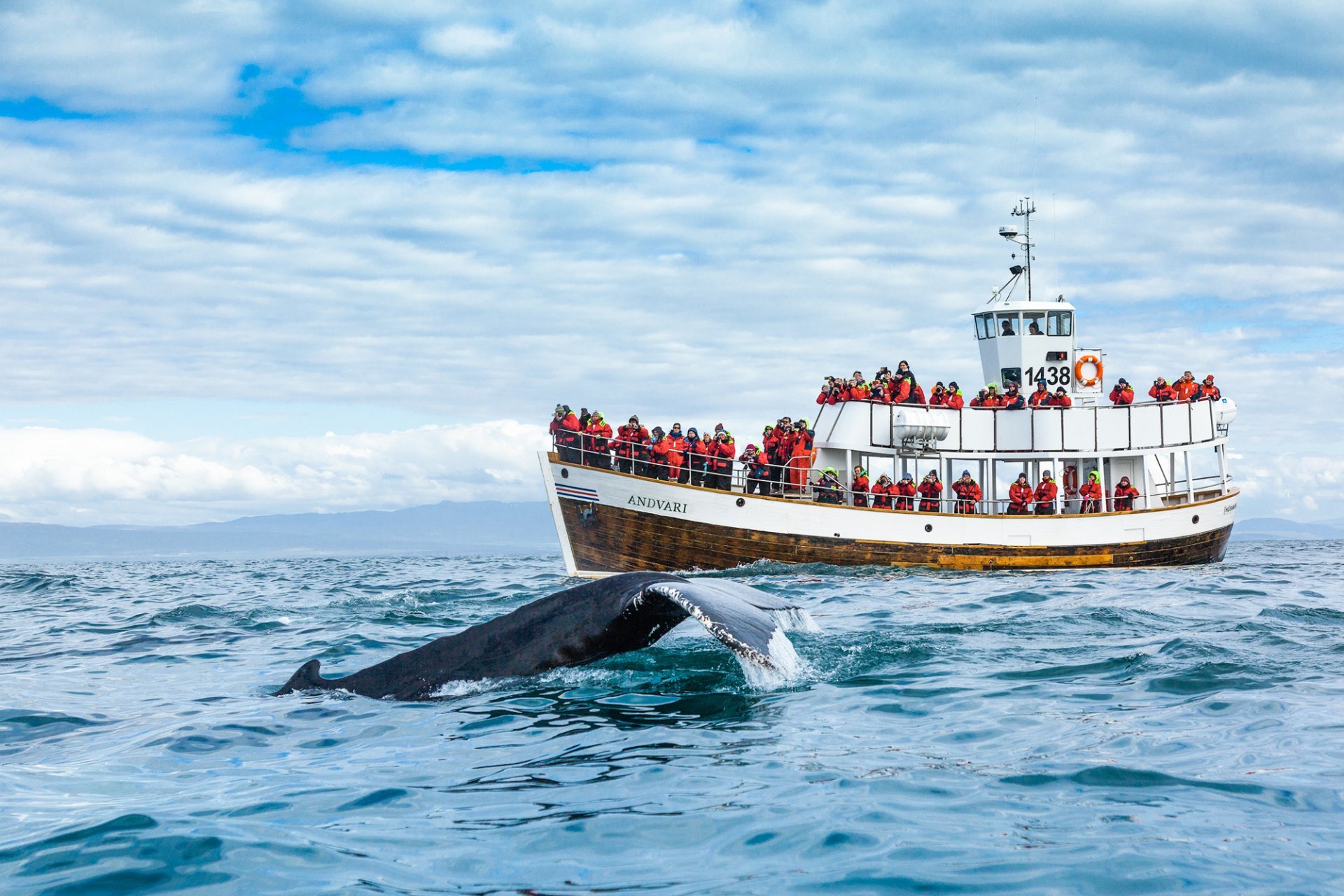 Avistamiento de ballenas sostenible en Islandia