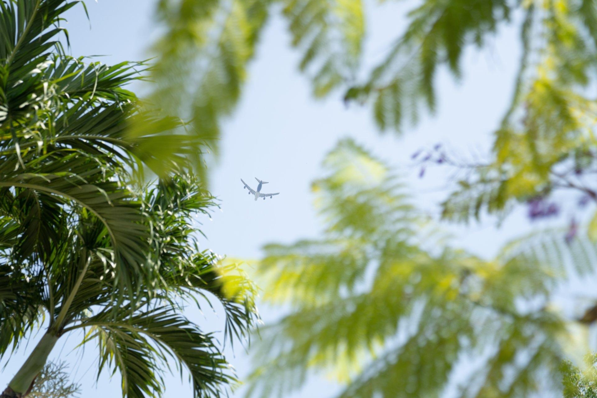 avión sostenible sobrevolando palmeras 