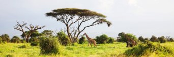 Programa de reforestación en Kenia