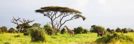 Programa de reforestación en Kenia
