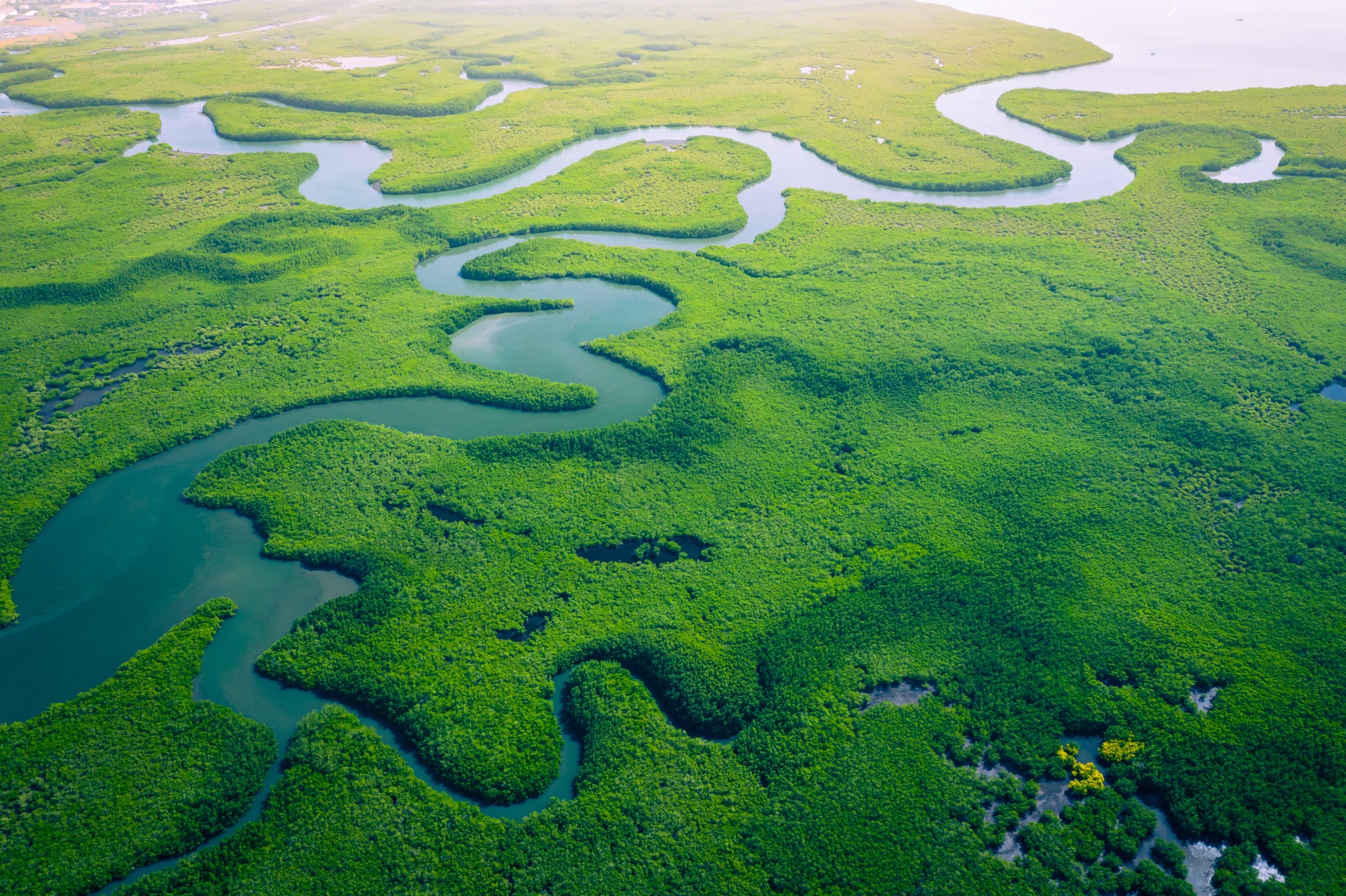 ESENCIA DE GAMBIA
