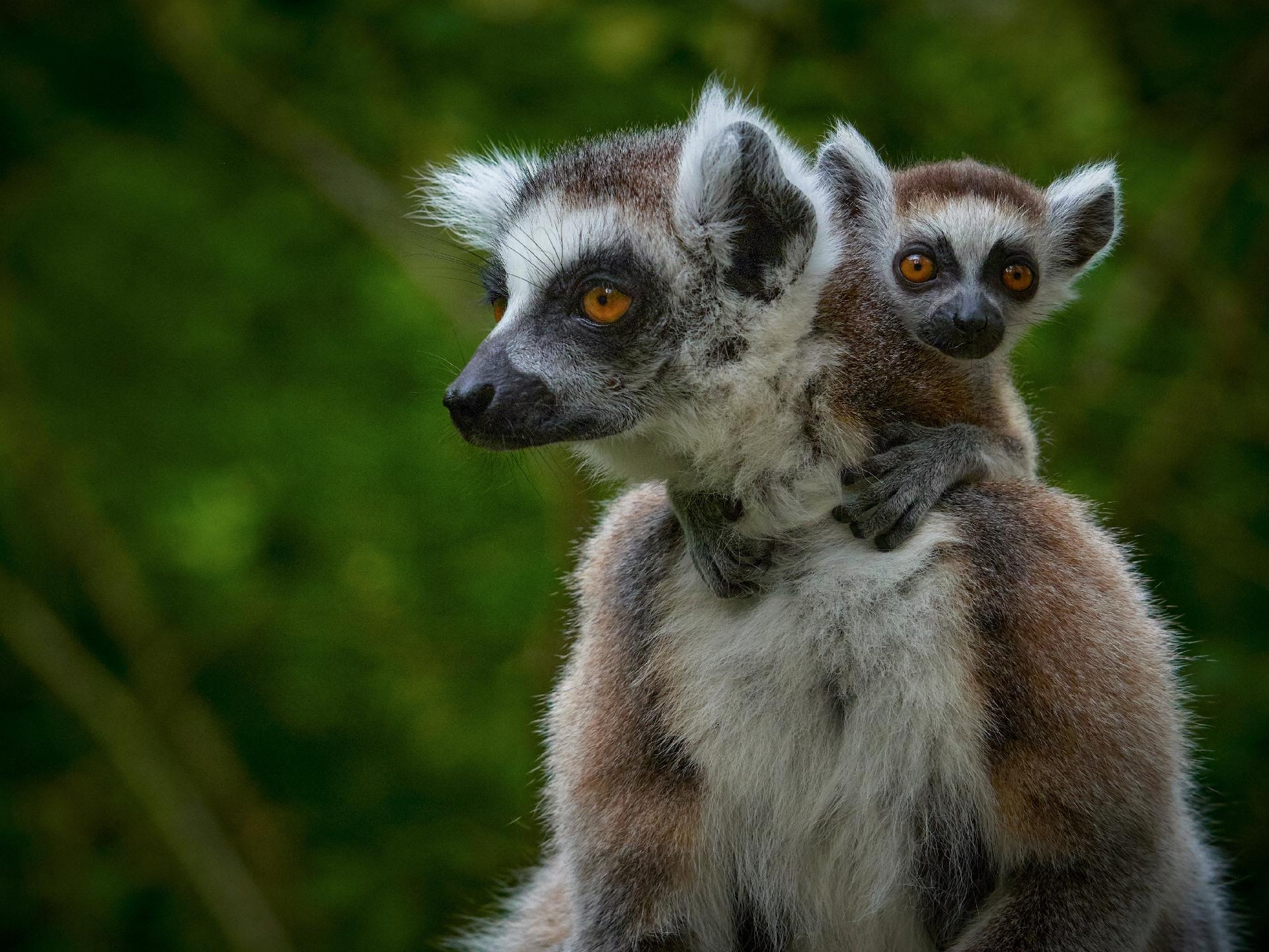 MADAGASCAR EN FAMILIA CON PLAYA