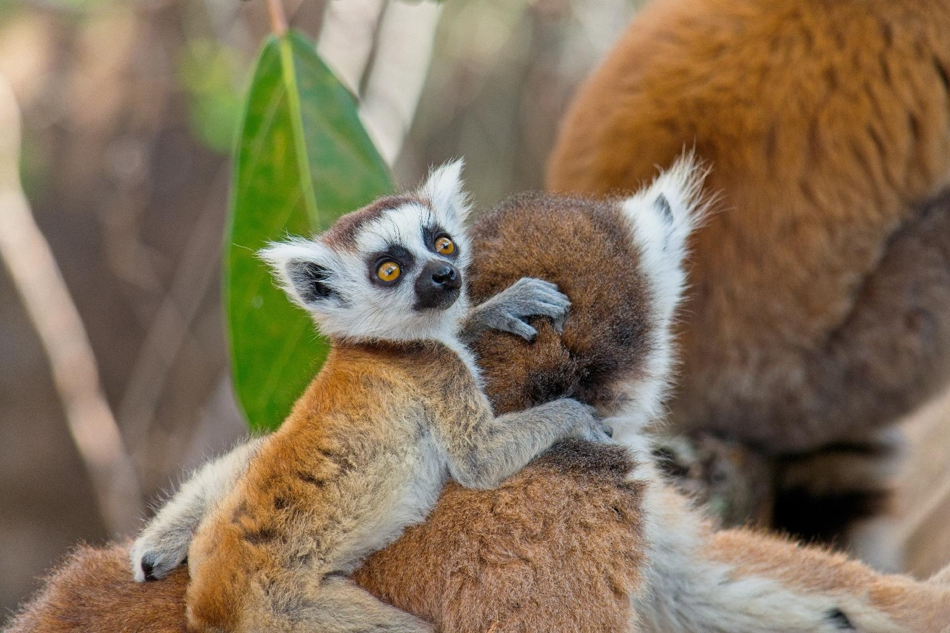 MADAGASCAR EN FAMILIA