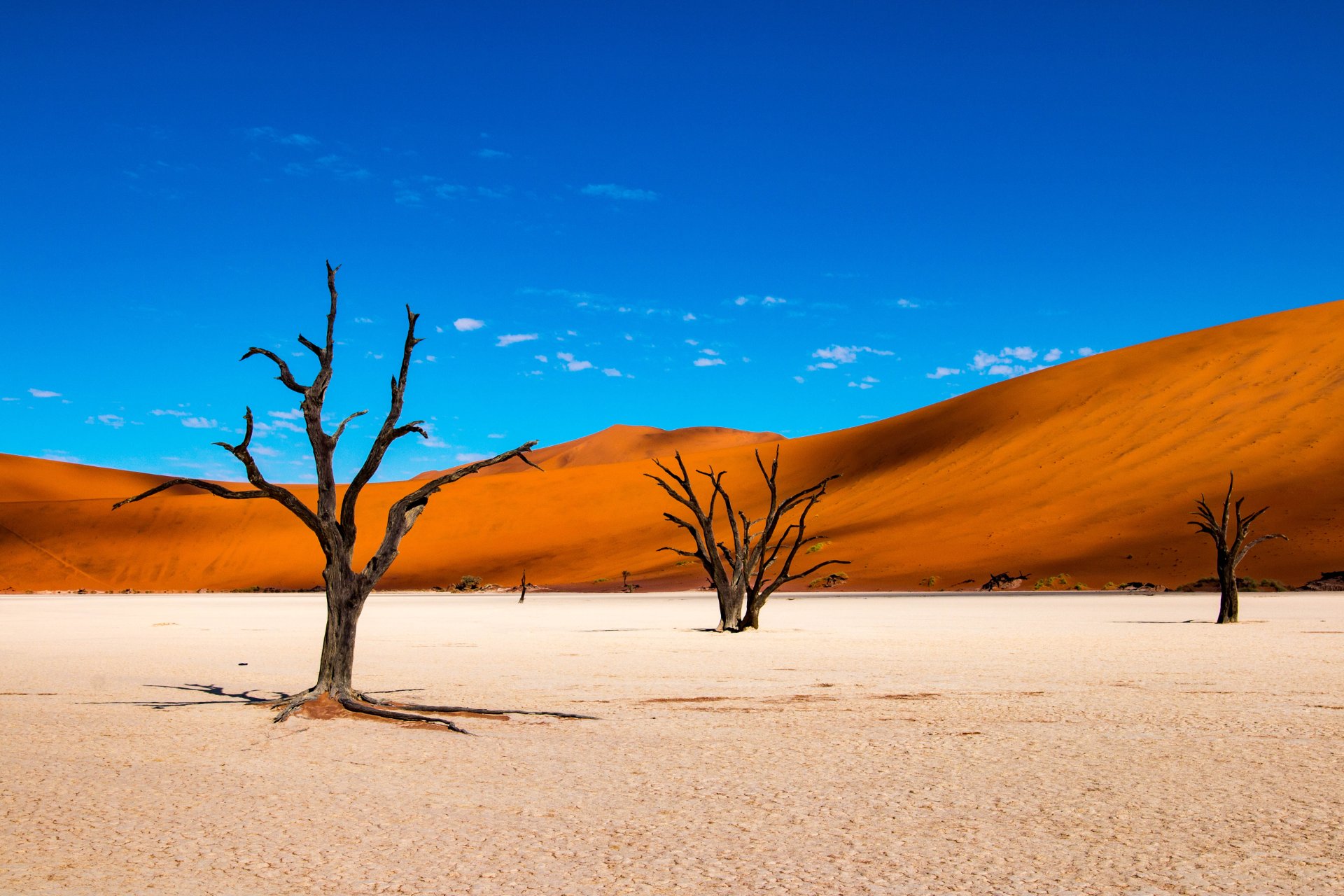namibia-sesriem-sossusvlei-desierto-arboles