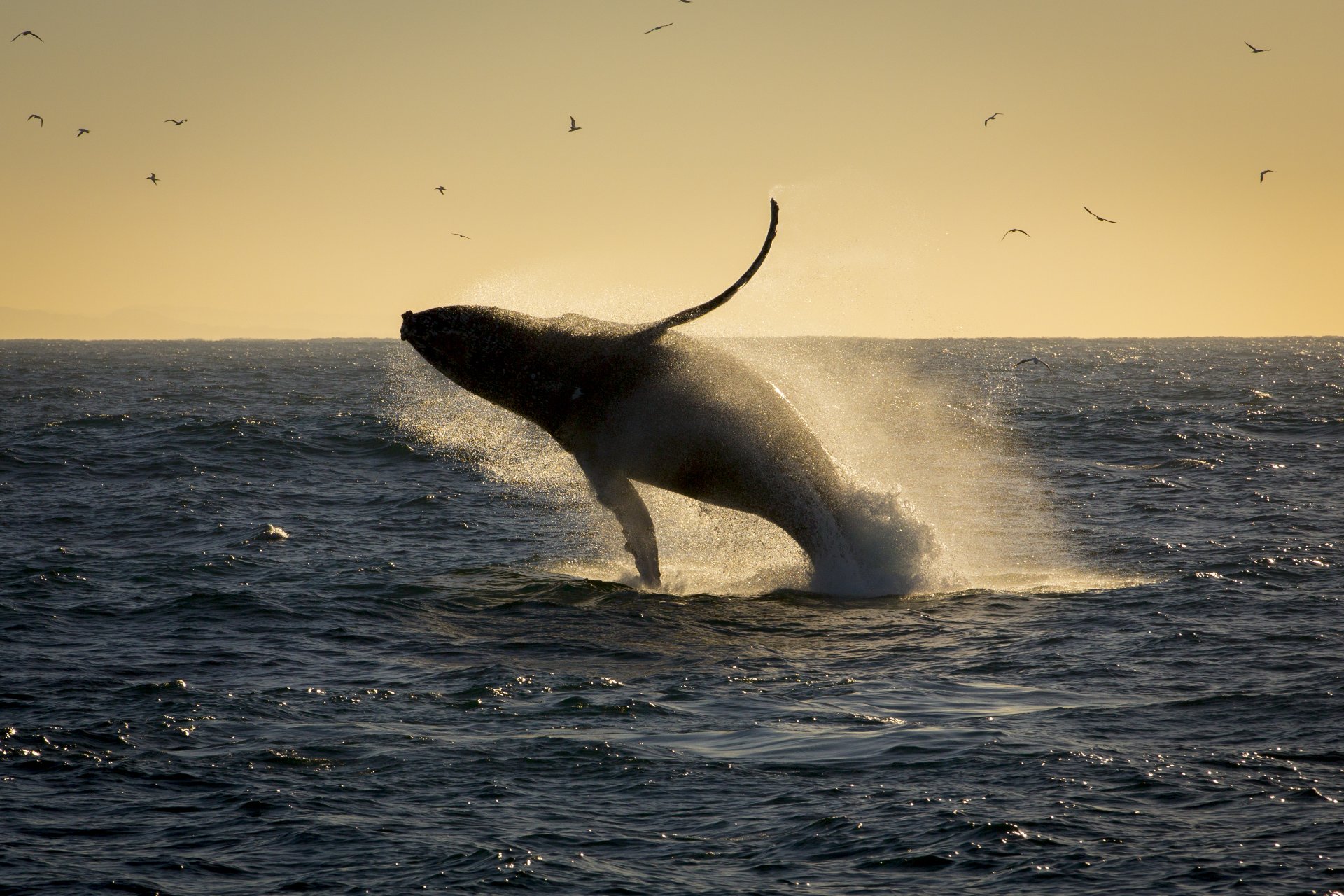 ext-ballena-jorobada-ciudad-del-cabo