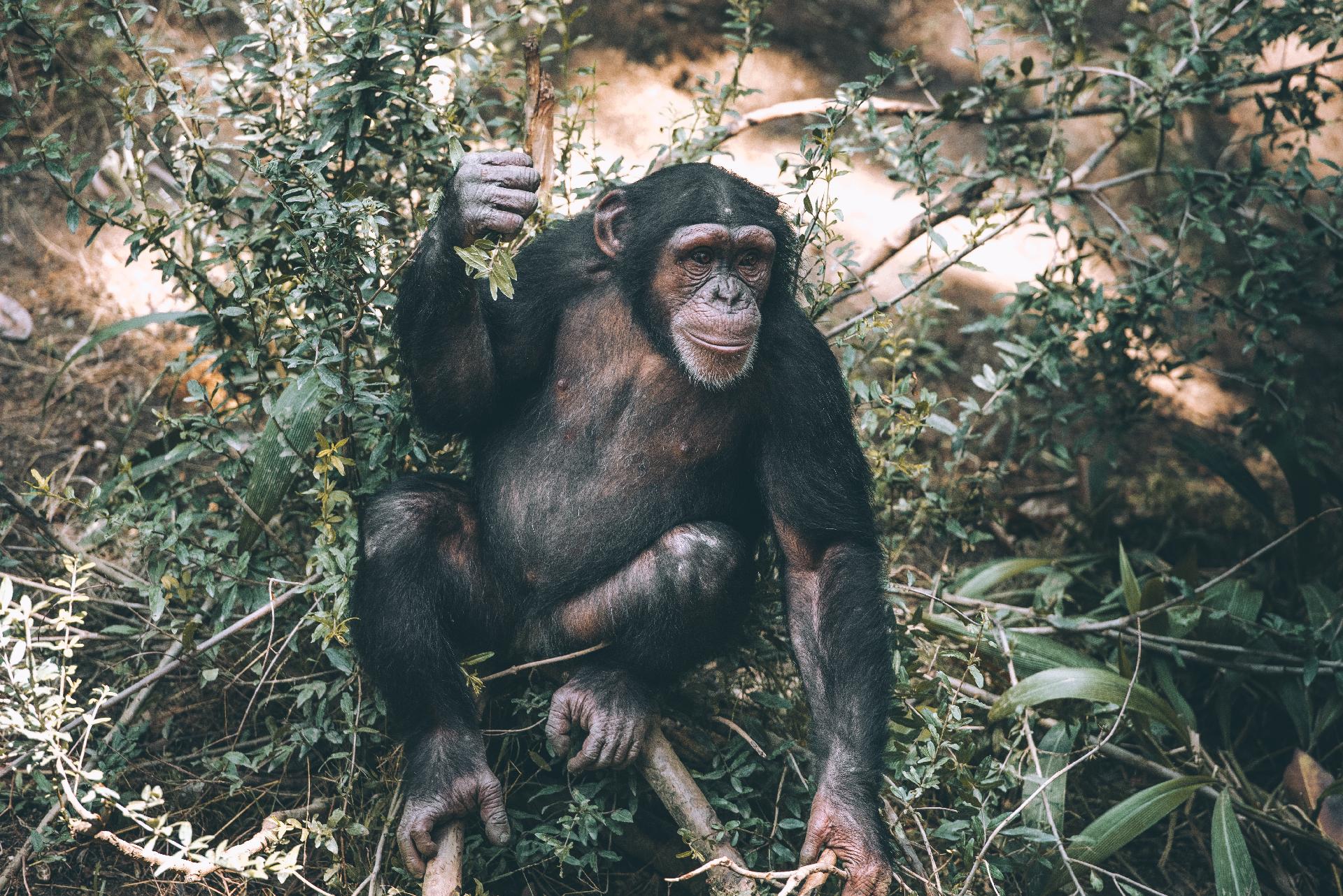 TANZANIA OCULTA: DE LA SABANA A LOS BOSQUES DE CHIMPANCÉS DE MAHALE