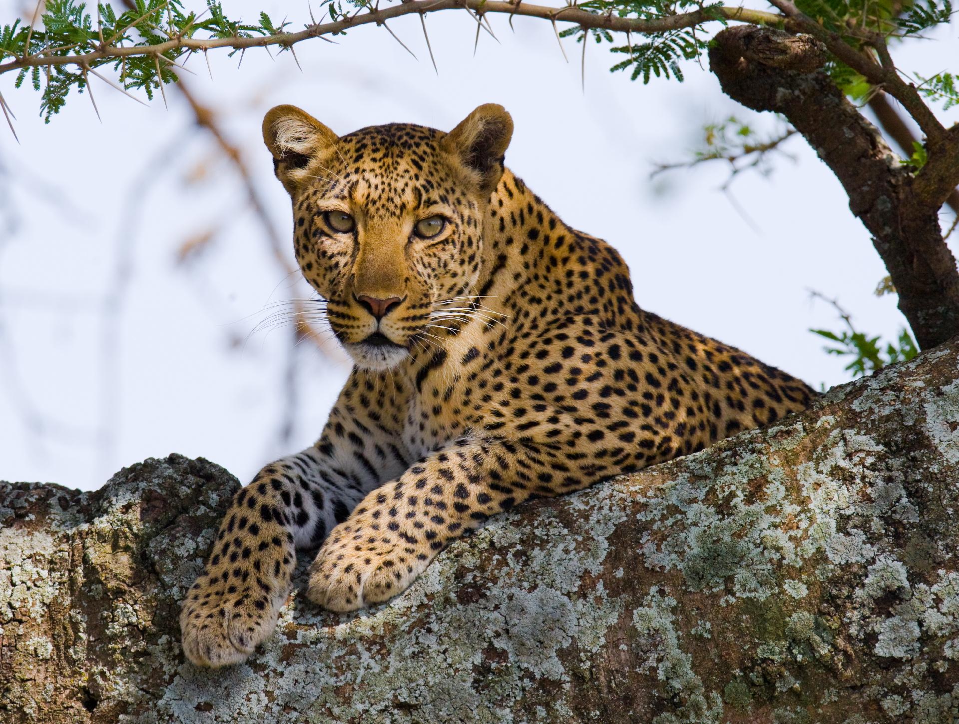 LO MEJOR DE TANZANIA EN LODGE